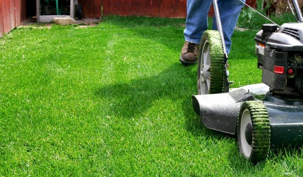 HMS Expert Gartenpflege in Rostock und Mecklenburg Vorpommern